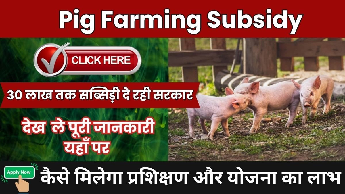 सूअर पालन के लिए 30 लाख तक सब्सिड़ी दे रही सरकार देखे पूरी डिटेल Pig Farming Subsidy