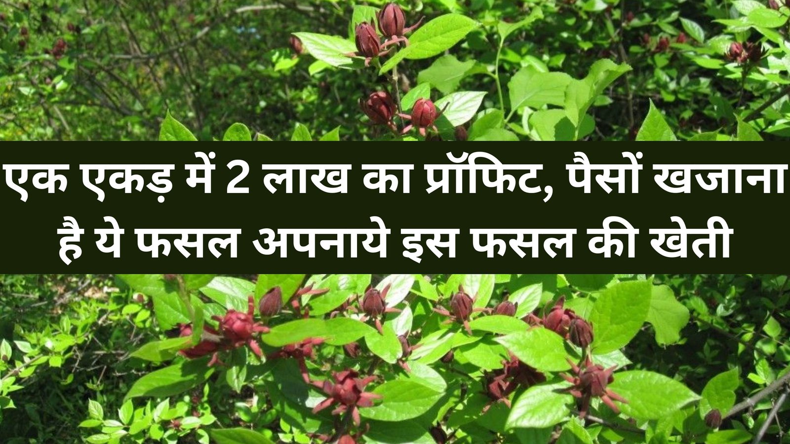 एक एकड़ में 2 लाख का प्रॉफिट, पैसों खजाना है ये फसल, अपनाये इस फसल की खेती, पढ़िए डिटेल में