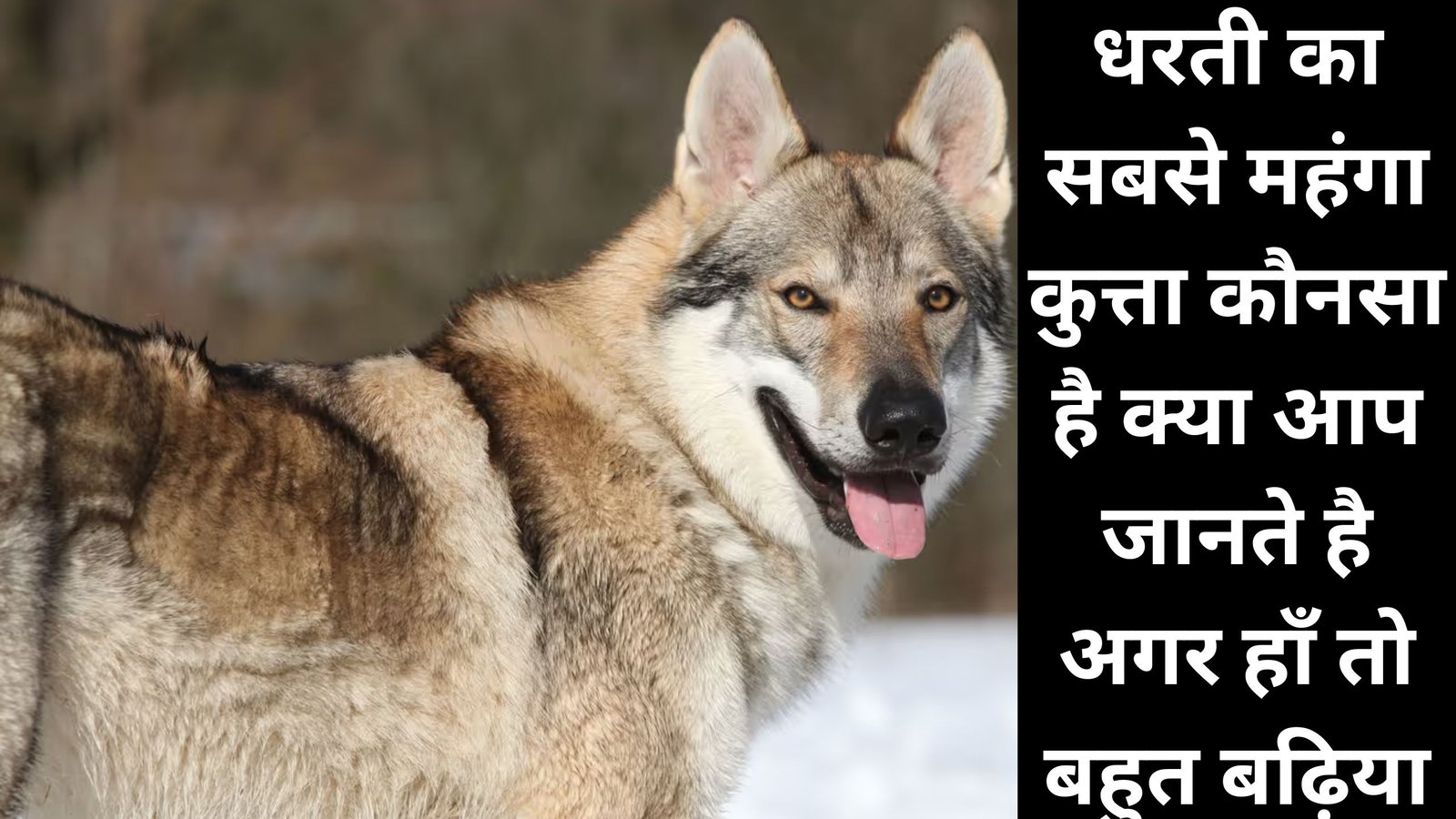 धरती का सबसे महंगा कुत्ता कौनसा है क्या आप जानते है, अगर हाँ तो बहुत बढ़िया, नहीं जानते तो यहाँ जाने