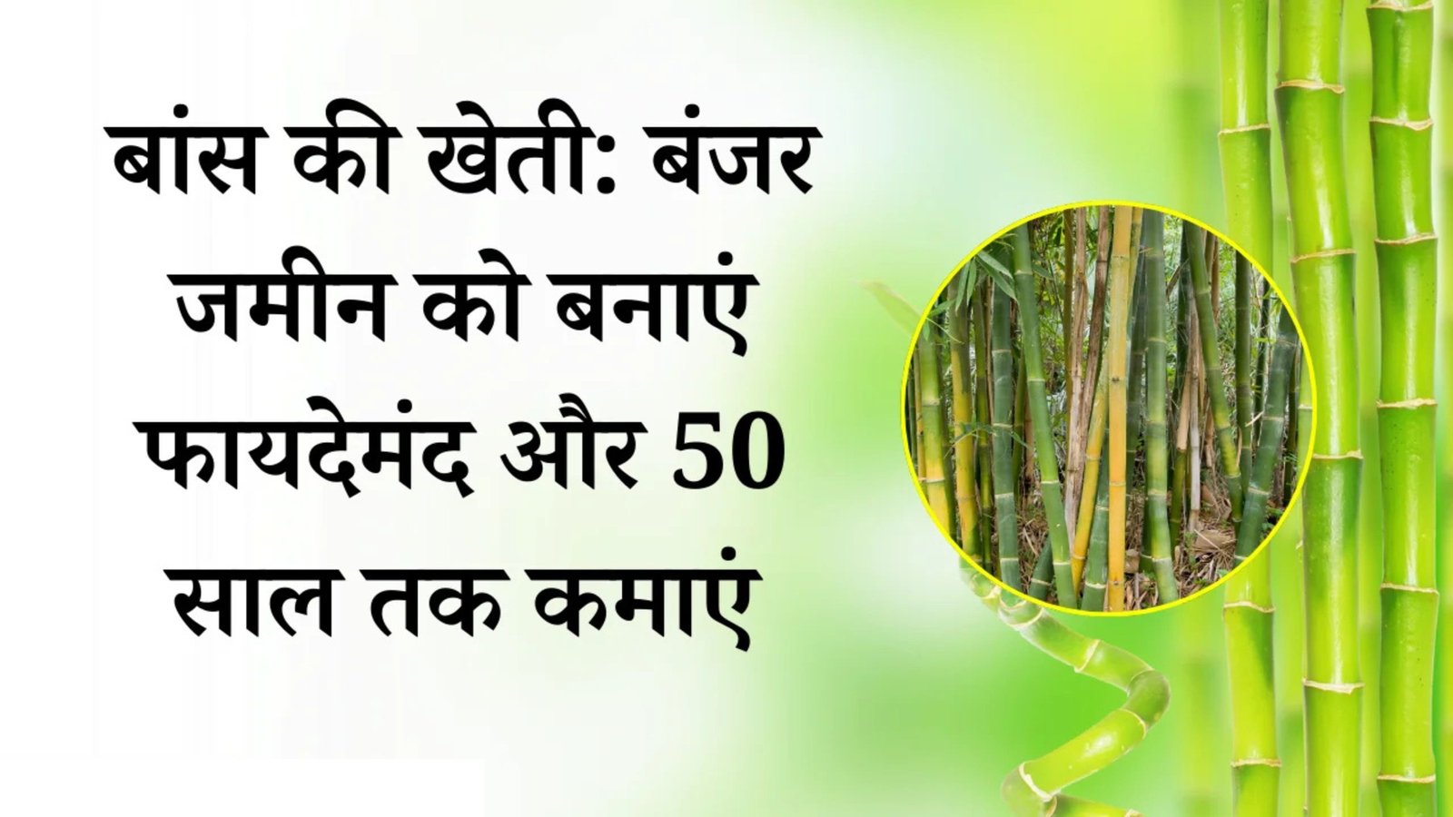 बंजर जमीन से निकलेगा लबालव पैसा, 50 साल तक होगी पैदावार एक बार लगाने के बाद, जाने इस अनोखी फसल का नाम