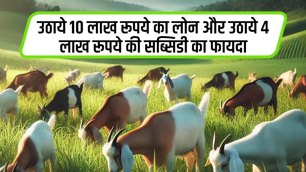 Bakri Palan loan: बकरी पालन के लिए उठाये 10 लाख रूपये का लोन और उठाये 4 लाख रूपये की सब्सिडी का फायदा, ऐसे लोन ले