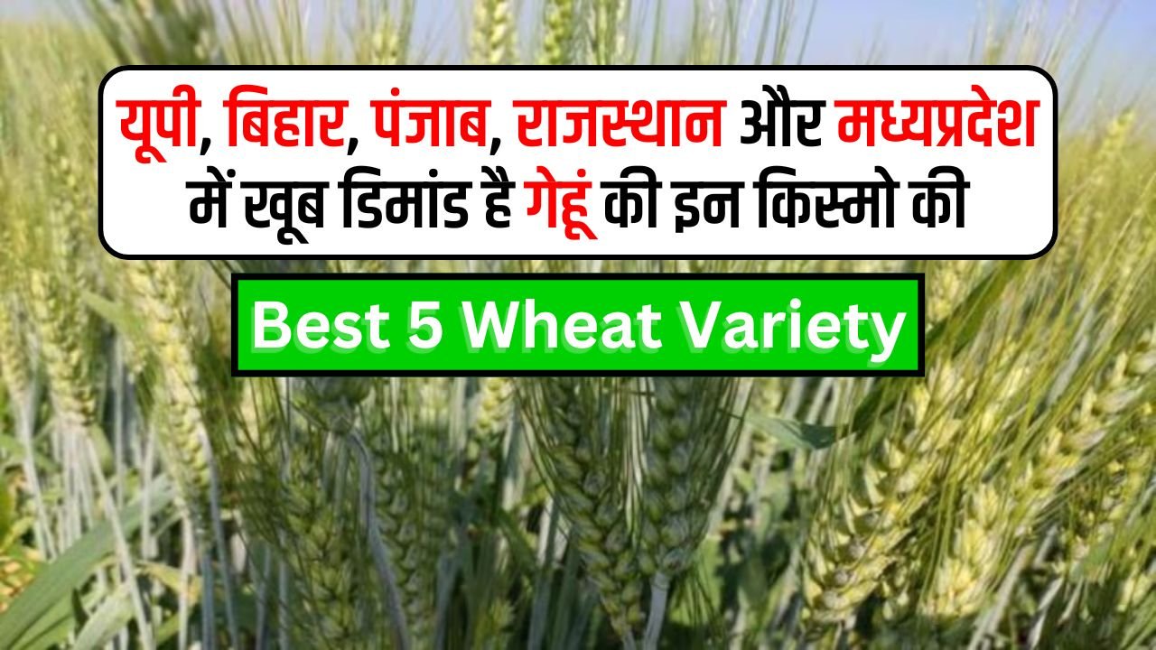 Best 5 Wheat Variety: यूपी, बिहार, पंजाब, राजस्थान और मध्यप्रदेश में खूब डिमांड है गेहूं की इन किस्मो की, देखे उन्नत किस्मे