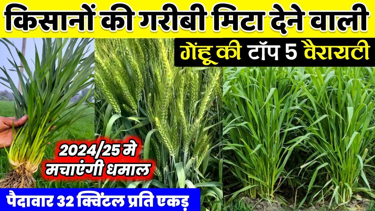 Top Wheat Variety 2024: गेहूं की ये टॉप किस्मे महज 3 सिचाई में देगी बम्पर पैदावार, एक बार में किसानो कर देगी खुश