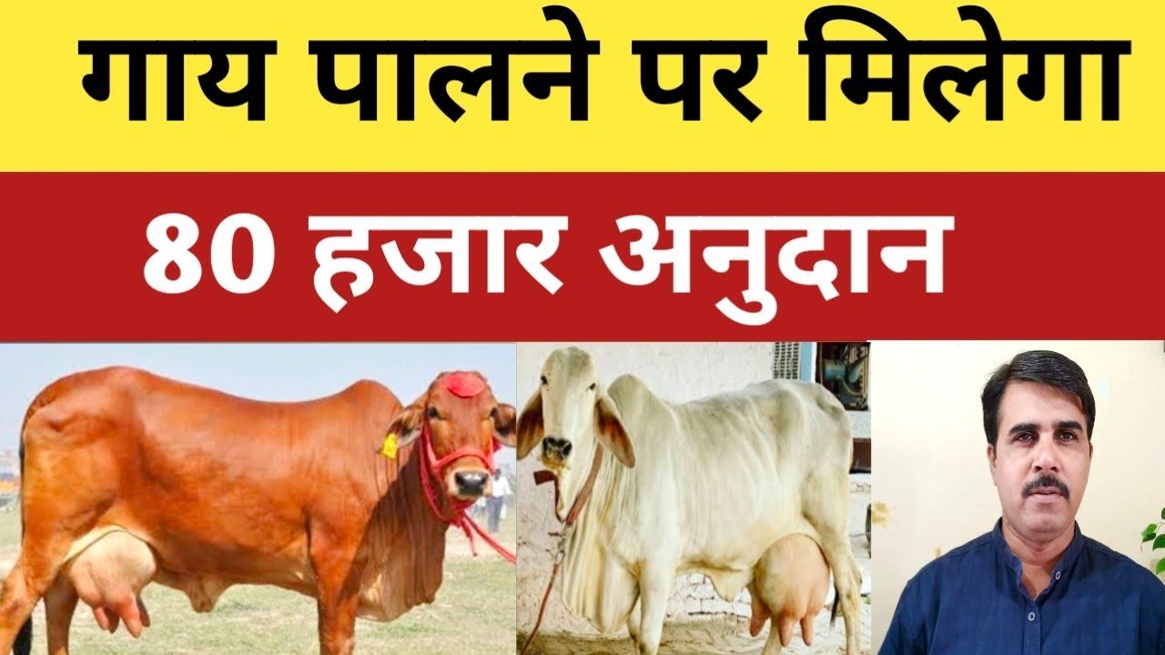 80 हजार सरकार दे रही है गौ-पालन के लिए, 13 नवंबर से पहले कर दीजिये आवेदन, आमदनी बढ़ेगी नए तरीके से