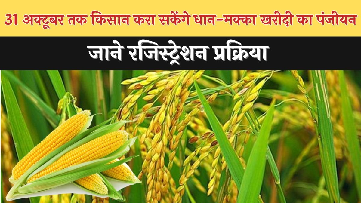 31 अक्टूबर तक किसान करा सकेंगे धान-मक्का खरीदी का पंजीयन, जाने रजिस्ट्रेशन प्रक्रिया