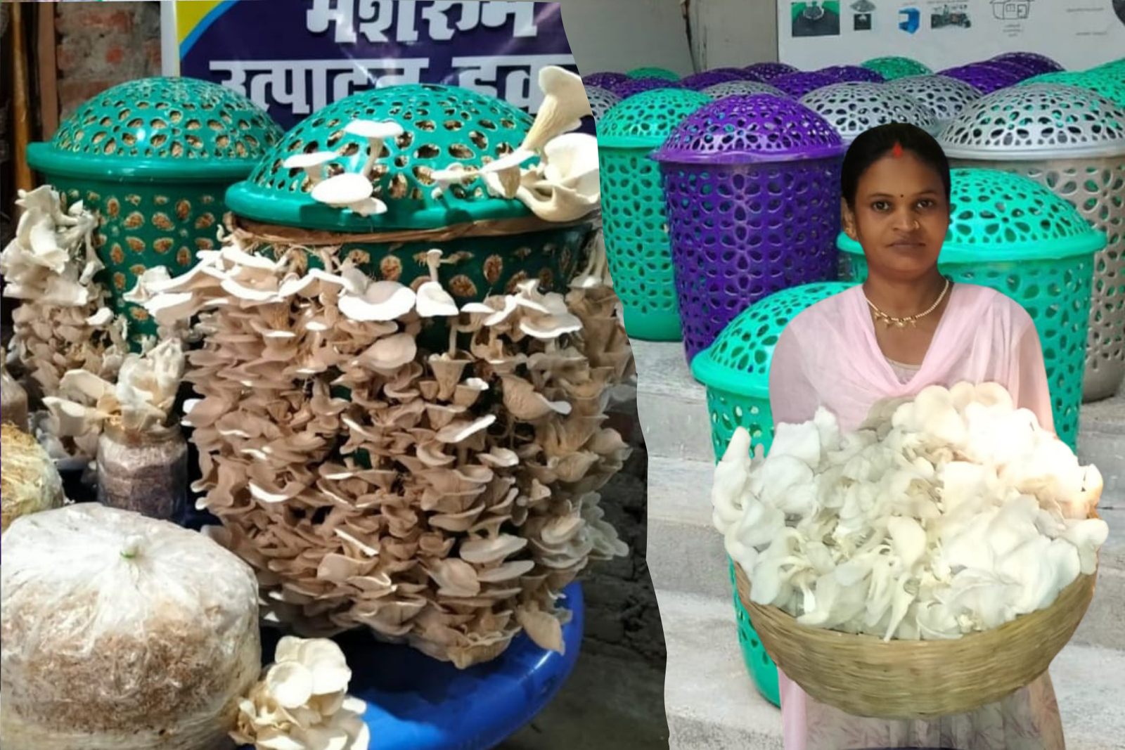 Mushroom Farming in House: घर में महिला ने उगाए मशरूम कमाई की 25 हजार रु महीना, 2 हजार की लागत से, जाने कैसे